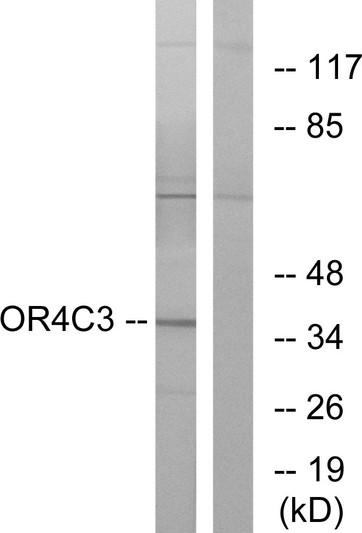 Western blot analysis of lysates from K562 cells, using OR4C3 Antibody. The lane on the right is blocked with the synthesized peptide.