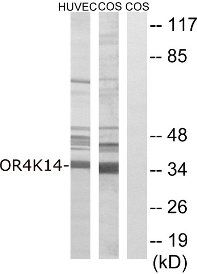 Western blot analysis of lysates from COS7 and HUVEC cells, using OR4K14 Antibody. The lane on the right is blocked with the synthesized peptide.