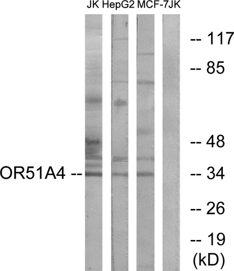 Western blot analysis of lysates from Jurkat, HepG2, and MCF-7 cells, using OR51A4 Antibody. The lane on the right is blocked with the synthesized peptide.