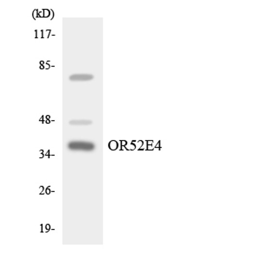 Western blot analysis of the lysates from HT-29 cells using OR52E4 antibody.
