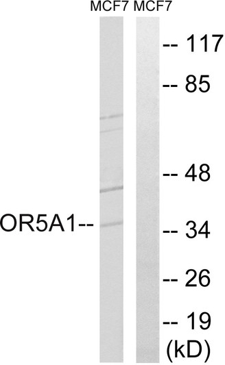 Western blot analysis of lysates from MCF-7 cells, using OR5A1 Antibody. The lane on the right is blocked with the synthesized peptide.