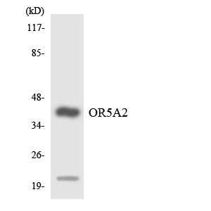 Western blot analysis of the lysates from RAW264.7cells using OR5A2 antibody.
