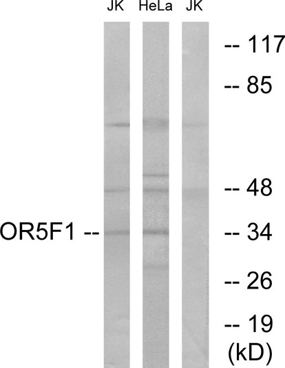 Western blot analysis of lysates from HeLa and Jurkat cells, using OR5F1 Antibody. The lane on the right is blocked with the synthesized peptide.