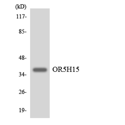 Western blot analysis of the lysates from HeLa cells using OR5H15 antibody.