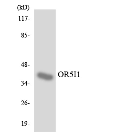 Western blot analysis of the lysates from RAW264.7cells using OR5I1 antibody.