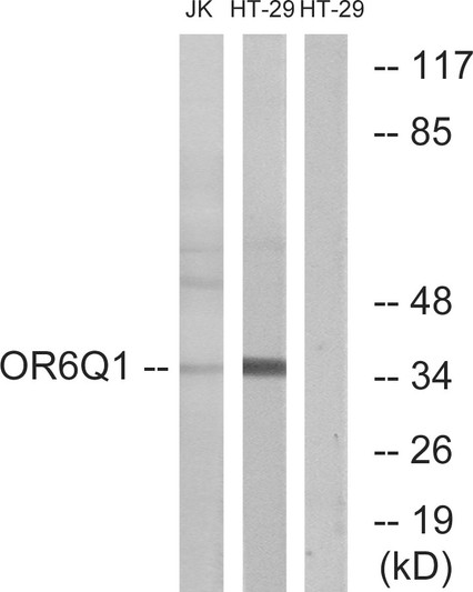 Western blot analysis of lysates from Jurkat and HT-29 cells, using OR6Q1 Antibody. The lane on the right is blocked with the synthesized peptide.