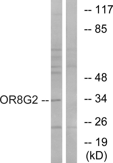 Western blot analysis of lysates from HT-29 cells, using OR8G2 Antibody. The lane on the right is blocked with the synthesized peptide.