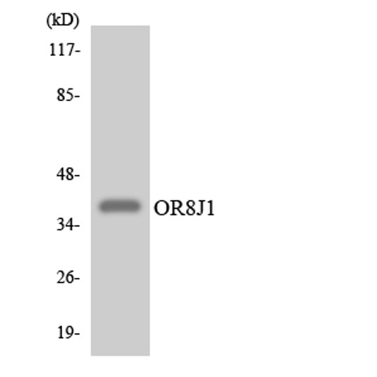 Western blot analysis of the lysates from HepG2 cells using OR8J1 antibody.