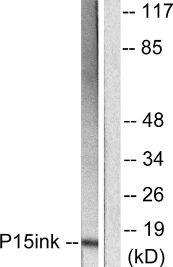 Western blot analysis of lysates from HeLa cells, using p15 INK Antibody. The lane on the right is blocked with the synthesized peptide.