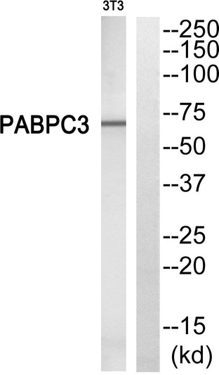 Western blot analysis of PABPC3 Antibody. The lane on the right is blocked with the PABPC3 peptide.