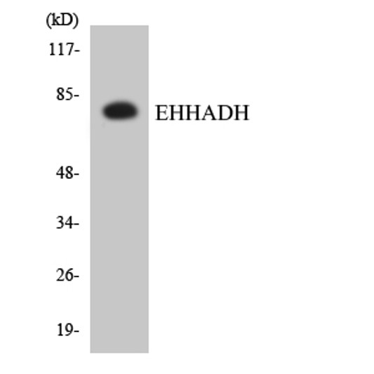 Western blot analysis of the lysates from HepG2 cells using EHHADH antibody.