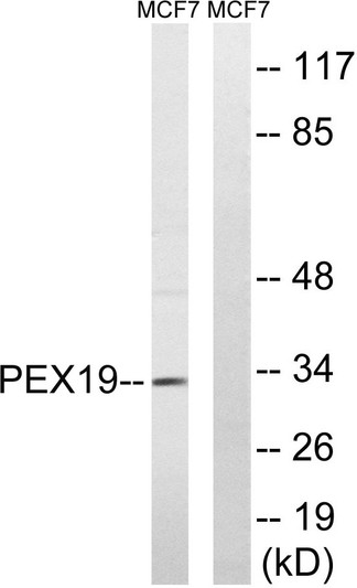 Western blot analysis of lysates from MCF-7 cells, using PEX19 Antibody. The lane on the right was blocked with the STJ95039