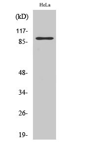 Western Blot analysis of various cells using PGBD1 Polyclonal Antibody with cells' nuclei extracted by Minute™ STJ95052