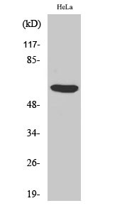 Western blot analysis of various cells using PHF1 polyclonal antibody on cells nucleus extracted by Minute™ Cytoplasmic STJ95062