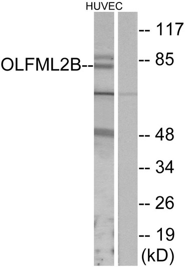 Western blot analysis of lysates from HUVEC cells, using OLFML2B Antibody. The lane on the right is blocked with the synthesized peptide.