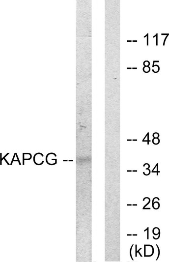 Western blot analysis of lysates from COLO205 cells, using KAPCG Antibody. The lane on the right is blocked with the synthesized peptide.