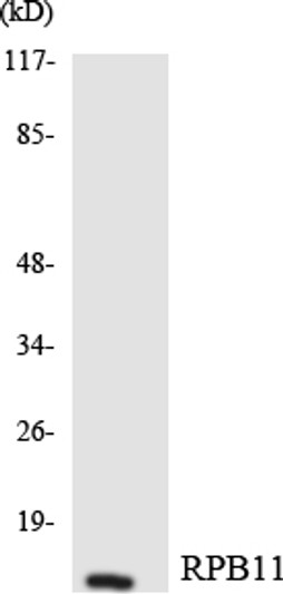 Western blot analysis of the lysates from HeLa cells using RPB11 antibody.