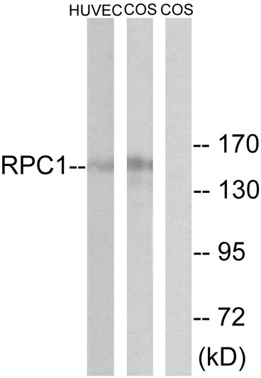 Western blot analysis of lysates from COS and HUVEC cells, using RPC1 Antibody. The lane on the right is blocked with the synthesized peptide.