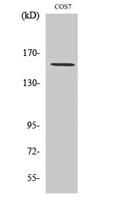 Western Blot analysis of various cells using POLR3A Polyclonal Antibody on cells' nuclei extracted by Minute™ STJ95178
