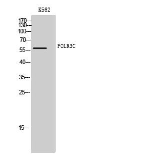 Western blot analysis of K562 cells using POLR3C Polyclonal Antibody on cells, nuclei extracted by Minute™ Cytoplasmic STJ95180