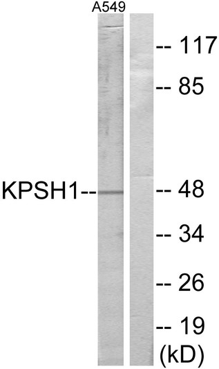Western blot analysis of lysates from A549 cells, using KPSH1 Antibody. The lane on the right is blocked with the synthesized peptide.