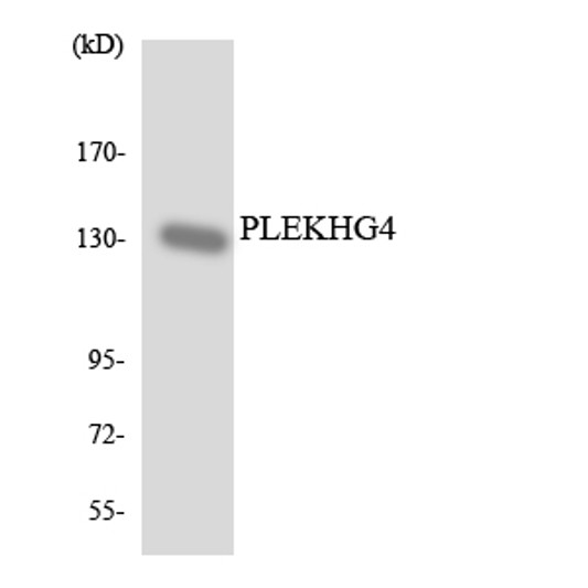 Western blot analysis of the lysates from HUVECcells using PLEKHG4 antibody.