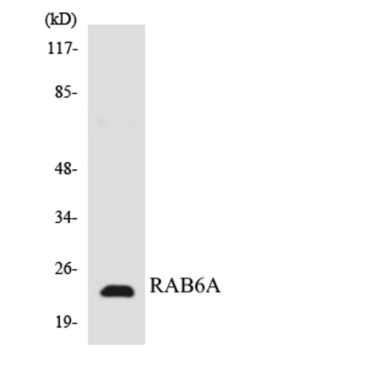 Western blot analysis of the lysates from HT-29 cells using RAB6A antibody.