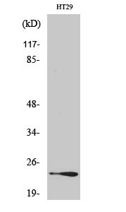 Western blot analysis of various cells using Rab 7L1 polyclonal antibody STJ95304