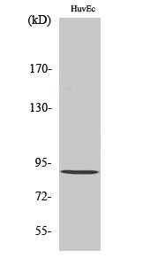 Western blot analysis of various cells using Rabenosyn-5 Polyclonal Antibody diluted at 1:1000 STJ95314