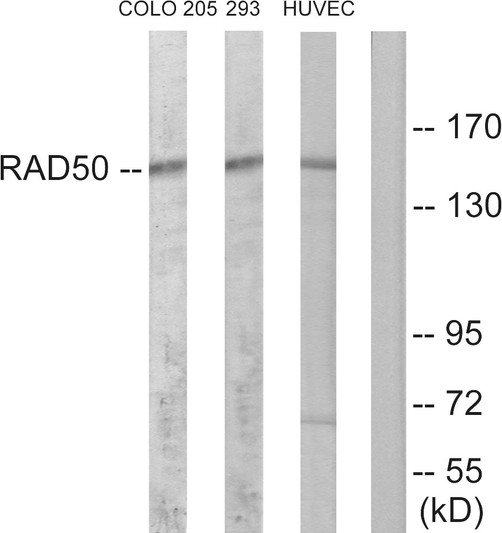Western blot analysis of lysates from COLO205, 293, and HUVEC cells, using RAD50 Antibody. The lane on the right is blocked with the synthesized peptide.