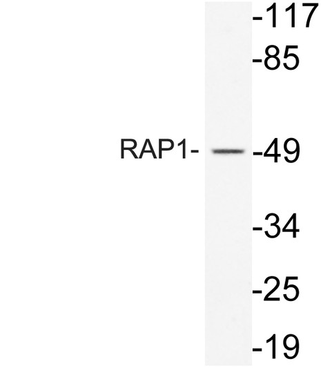 Western blot analysis of ysate from 293 cells, using RAP1 antibody.