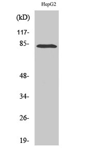 Western blot analysis of various cells using RBAK Polyclonal Antibody cells nucleus extracted by Minute TM Cytoplasmic and Nuclear Fractionation kit (SC-003, Inventbiotech, MN, USA).
