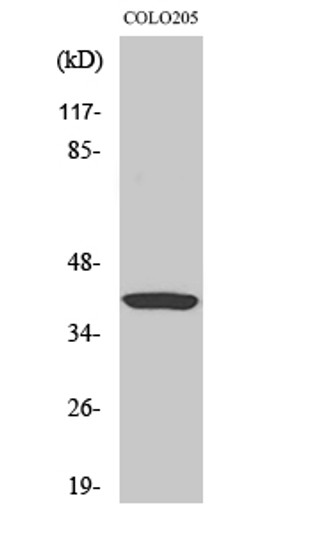 Western blot analysis of HeLa cells using Ref-1 Polyclonal Antibody diluted at 1：2000