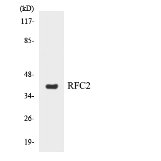 Western blot analysis of the lysates from HT-29 cells using RFC2 antibody.