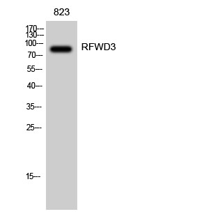 Western blot analysis of 823 cells using RFWD3 polyclonal antibody diluted at 1:2000 STJ95429