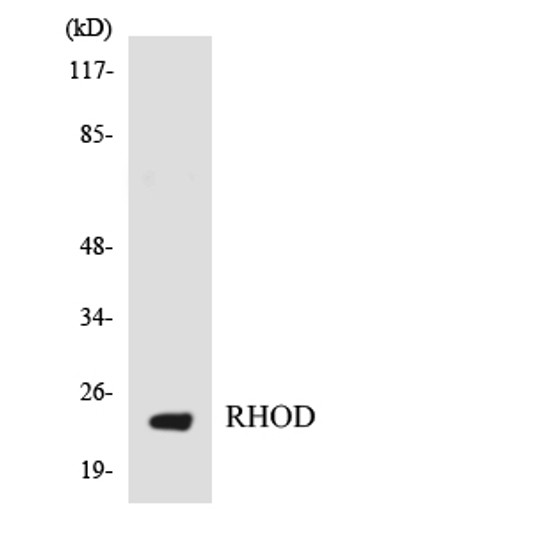 Western blot analysis of the lysates from HT-29 cells using RHOD antibody.