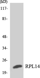 Western blot analysis of the lysates from Jurkat cells using RPL14 antibody. STJ95461