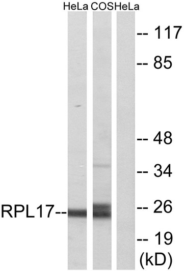 Western blot analysis of lysates from HeLa and COS7 cells, using RPL17 Antibody. The lane on the right is blocked with the synthesized peptide.