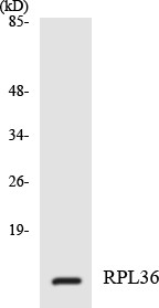 Western blot analysis of the lysates from 293 cells using RPL36 antibody.