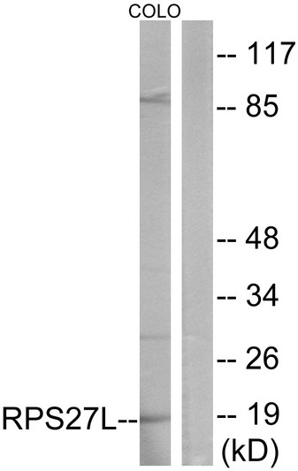 Western blot analysis of lysates from COLO cells, using RPS27L Antibody. The lane on the right is blocked with the synthesized peptide.