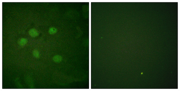 Immunofluorescence analysis of HUVEC cells, using AOS1 Antibody. The picture on the right is blocked with the synthesized peptide.