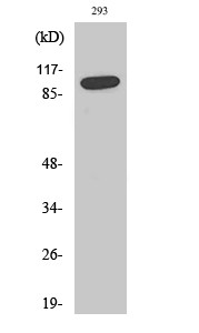 Western Blot analysis of various cells using SAPAP1 Polyclonal Antibody STJ95577