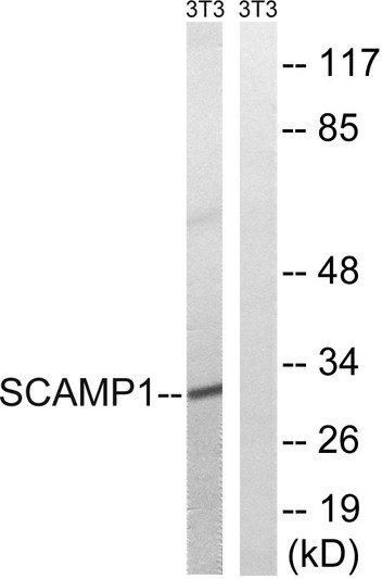 Western blot analysis of lysates from NIH/3T3 cells, using SCAMP1 Antibody. The lane on the right is blocked with the STJ95583