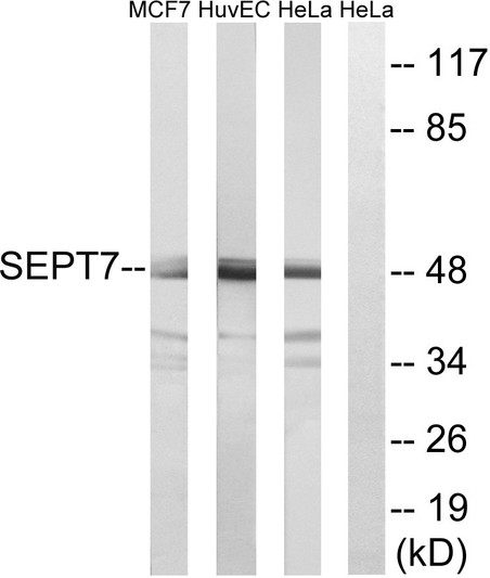 Western blot analysis of lysates from HeLa, HUVEC, and MCF-7 cells, using SEPT7 Antibody. The lane on the right is blocked with the synthesized peptide.