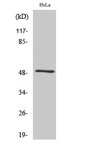 Western Blot analysis of various cells using Septin 8 Polyclonal Antibody diluted at 1:2000 STJ95617