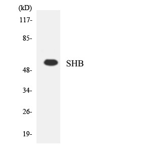 Western blot analysis of the lysates from HUVEC cells using SHB antibody. STJ95649