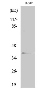 Western blot analysis of various cells using Sideroflexin-4 Polyclonal Antibody