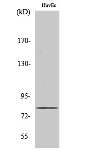 Western blot analysis of HuvEc cells using SMIT Polyclonal Antibody diluted at 1:500 Western blot analysis of HuvEc cells using SMIT Polyclonal Antibody diluted at 1:500