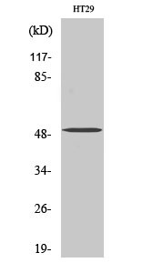 Western blot analysis of various cells using SMYD2 polyclonal antibody diluted at 1:2000 STJ95715