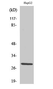 Western blot analysis of various cells using Spi-C polyclonal antibody, cells nucleus extracted by Minute™ Cytoplasmic STJ95749